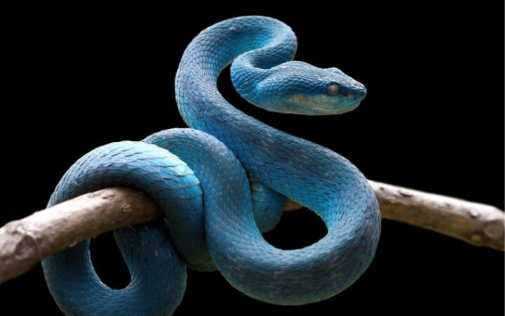 Giãi mã giấc mơ thấy rắn xanh 